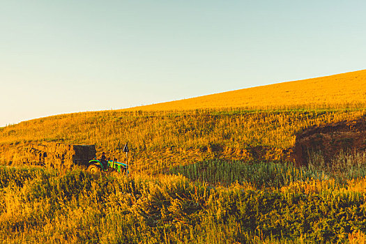新疆江布拉克大草原夕阳下的麦田草原