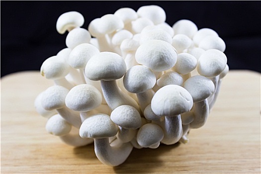 山毛榉,蘑菇,白色,黑色背景