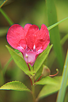 凤仙花,指甲花