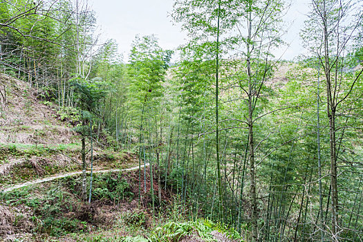 木头,小路,山,斜坡