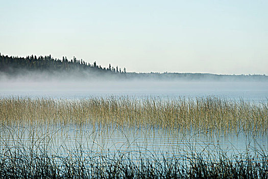 雾气,湖,早晨,骑,马,国家公园,曼尼托巴,加拿大