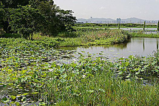 荷花,湿地,公园,香港