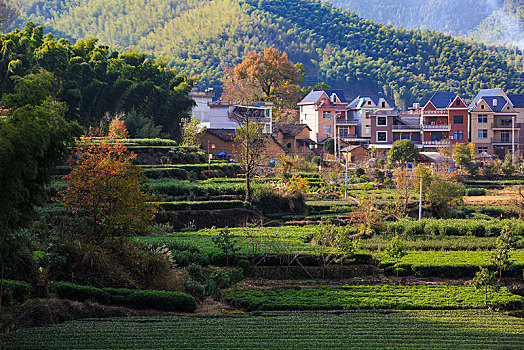 全景,远景,大树,秋色,秋天