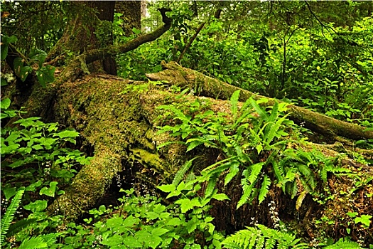 茂密,温带雨林