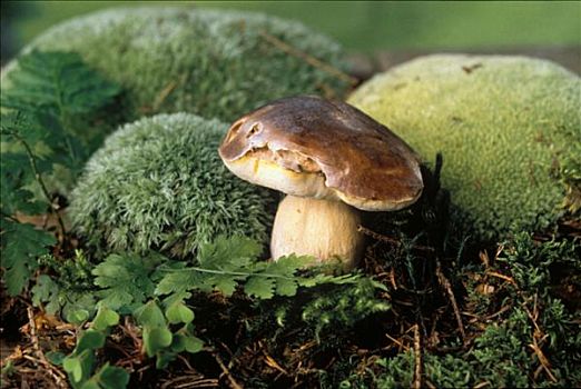 牛肝菌,树林,围绕,苔藓