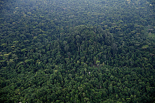 热带雨林,俯视,印度尼西亚,亚洲