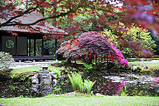 日式庭园,茶,房子,水塘