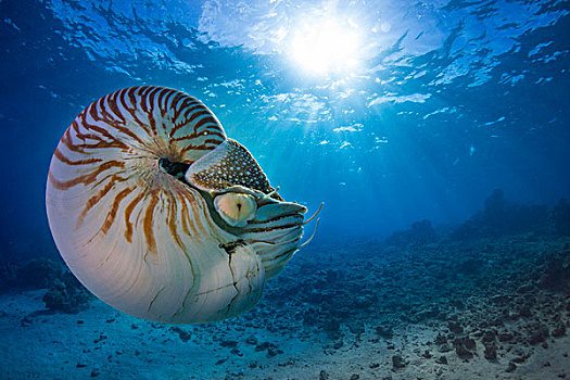 鹦鹉螺,帕劳,大洋洲