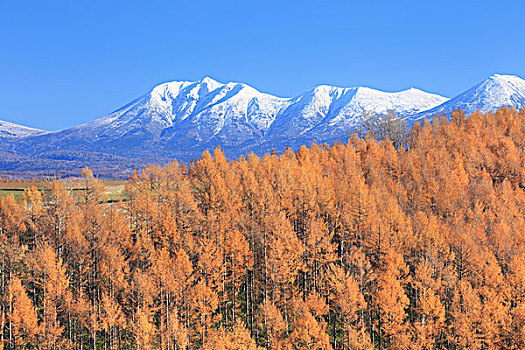 日本,落叶松属植物,山脉