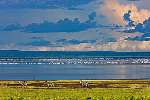 斑马,坦桑尼亚,非洲