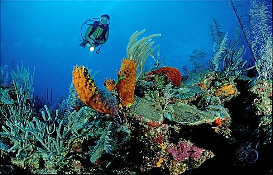 加勒比,礁石,潜水者