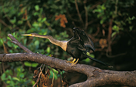 美洲蛇鸟,美洲蛇鹈,成年,起飞,枝条,潘塔纳尔,巴西