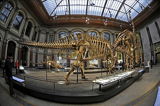 恐龙,骨骼,正面,博物馆,自然历史博物馆,柏林,德国,欧洲