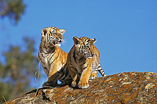 孟加拉虎,虎,幼兽,岩石上