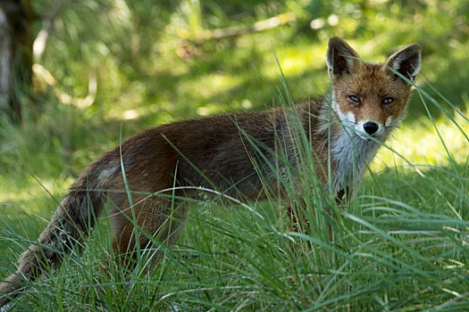 红狐,草丛