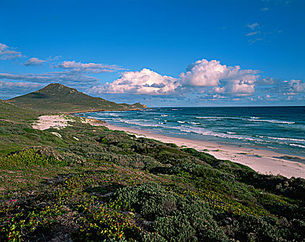 南非,岬角,半岛,好望角