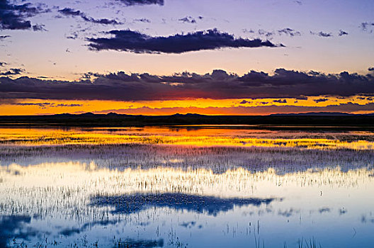 湿地,黎明,博斯克德尔阿帕奇,新墨西哥,美国