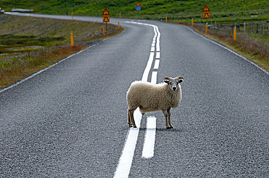 绵羊,站立,中间,道路,冰岛,欧洲