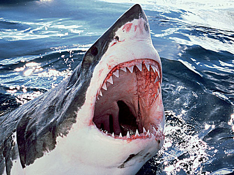 大白鲨,沙鲨属,水面,张嘴,岛屿,澳大利亚