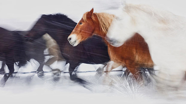 马,跑,冬天