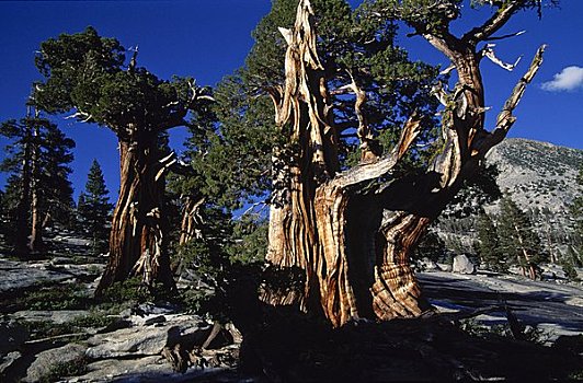 树,树林,优胜美地国家公园,加利福尼亚,美国