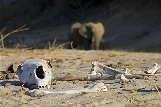生命,死亡,干燥,河床,大象,头骨,骨头,马卡迪卡迪盐沼,国家公园,博茨瓦纳,非洲