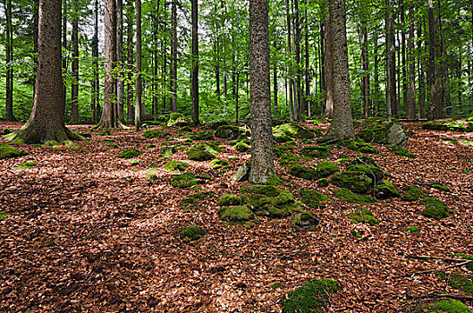 丛林,巴伐利亚森林国家公园,巴伐利亚,德国,欧洲