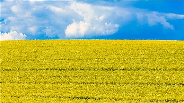 风景,黄色,蓝色