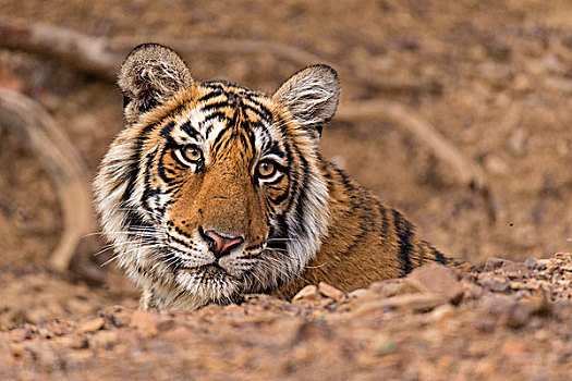 头像,幼小,野生,孟加拉虎,虎,坐,后面,石头,拉贾斯坦邦,国家公园,印度,亚洲