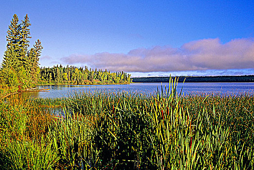 湿地,景色,国家公园,萨斯喀彻温,加拿大