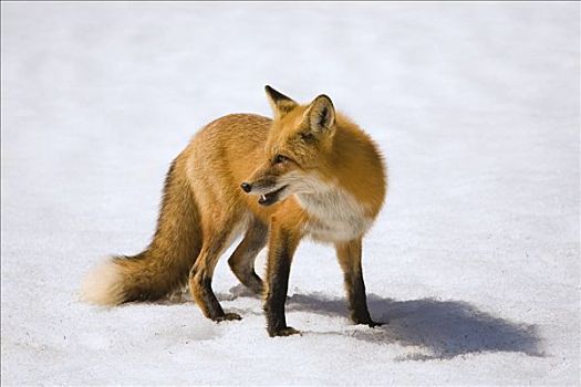 红狐,雪中,阿尔冈金公园,安大略省,加拿大