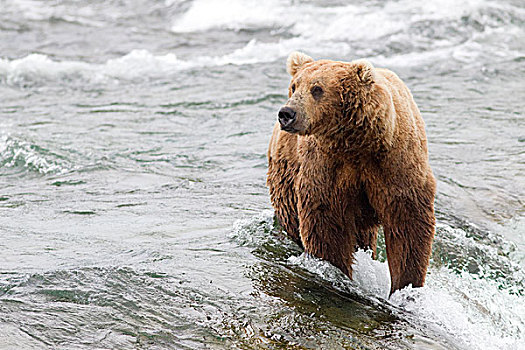 大灰熊,棕熊,河,溪流,秋天,阿拉斯加