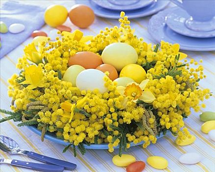 含羞草,水仙花,复活节彩蛋