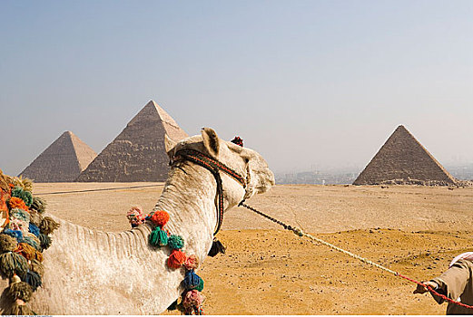 骆驼,金字塔,背景,吉萨金字塔,埃及