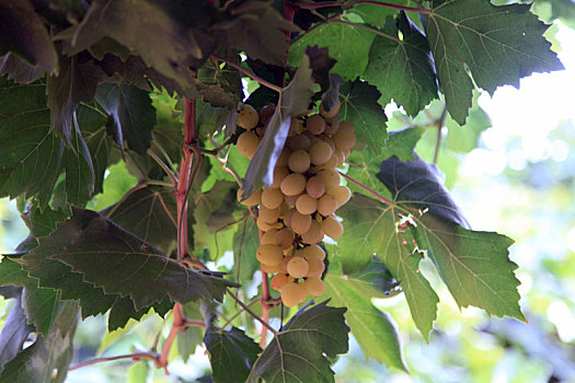 新疆哈密葡萄