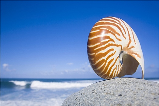 鹦鹉螺贝壳