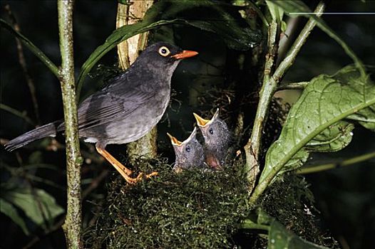 成年,巢,请求,幼禽,蒙特维多云雾森林自然保护区,哥斯达黎加