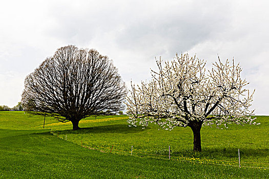 花,樱桃树,老,空,橡树,草地,春天,巴塞尔,瑞士,阿尔卑斯山