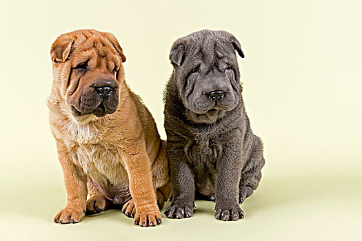 沙皮犬,小狗,8星期大,雄性,彩色,红色,蓝色