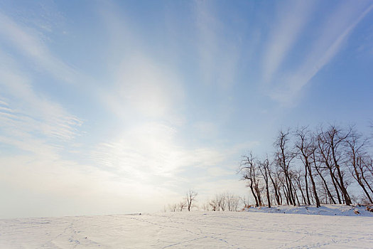 雪地里的树