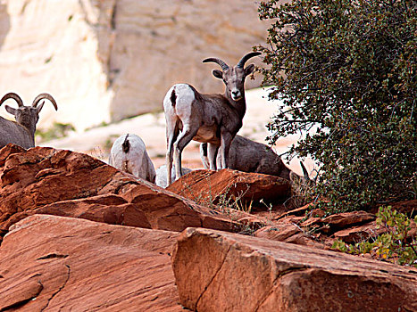 大角羊,石头,锡安国家公园,犹他,美国