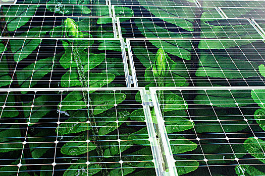 太阳能电池板,反射,绿色,植物,插画,象征
