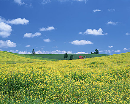 田芥菜,地点,红色,屋顶