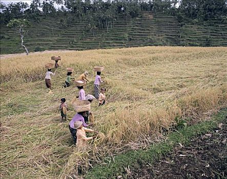 农民,女人,稻米,收获,巴厘岛,印度尼西亚