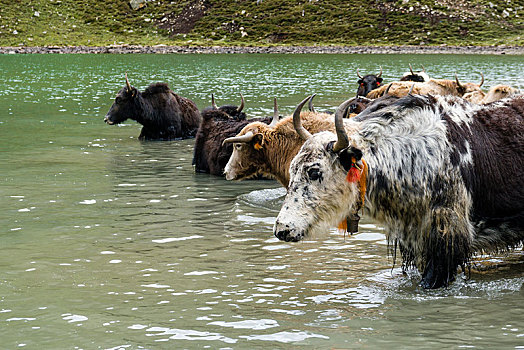 牧群,牦牛,浴室,冰,湖,布拉加,地区,尼泊尔,亚洲