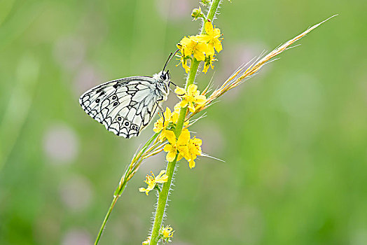 白蝴蝶,普通,黑森州,德国,欧洲