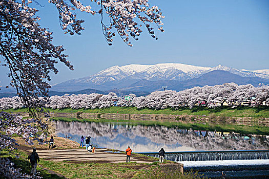 樱桃树,靠近,堤,河