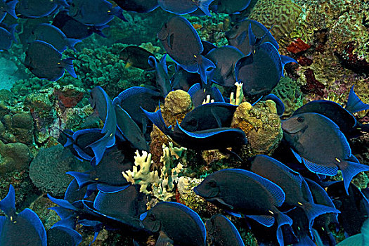 大西洋,蓝色,刺尾鲰,藻类,珊瑚,礁石,博奈尔岛,小安的列斯群岛,荷兰,安的列斯群岛,加勒比