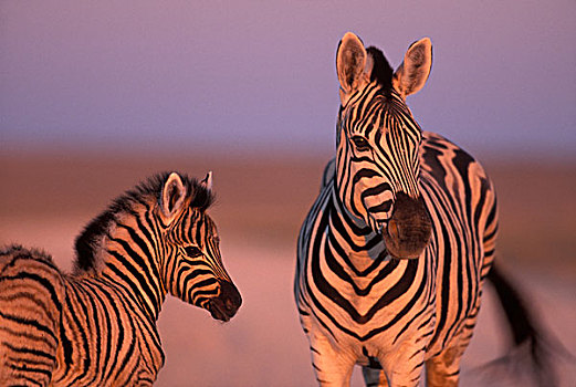 纳米比亚,埃托沙国家公园,平原斑马,黎明,靠近,盐磐,斑马