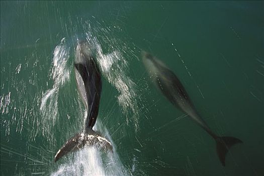 海豚,南非